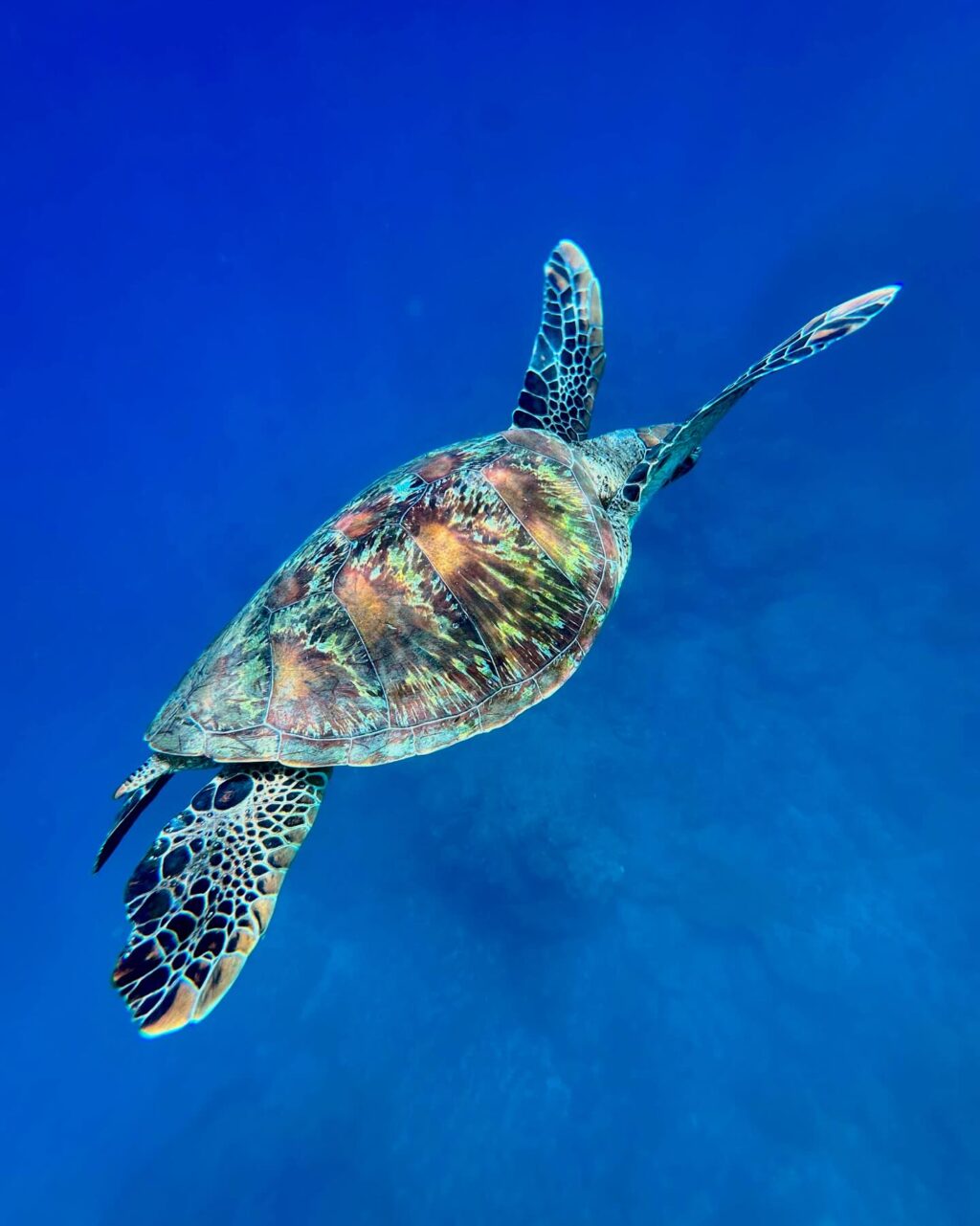 Instagram post from pacificexpeditions. This post is in position 9.