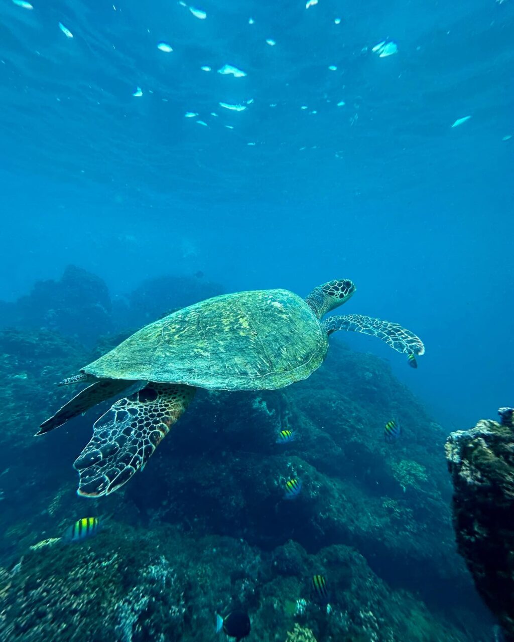 Instagram post from pacificexpeditions. This post is in position 4.