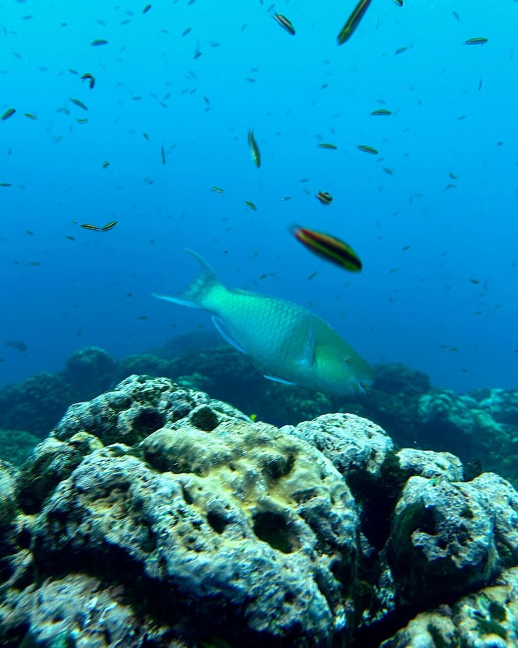 Instagram post from pacificexpeditions. This post is in position 8.