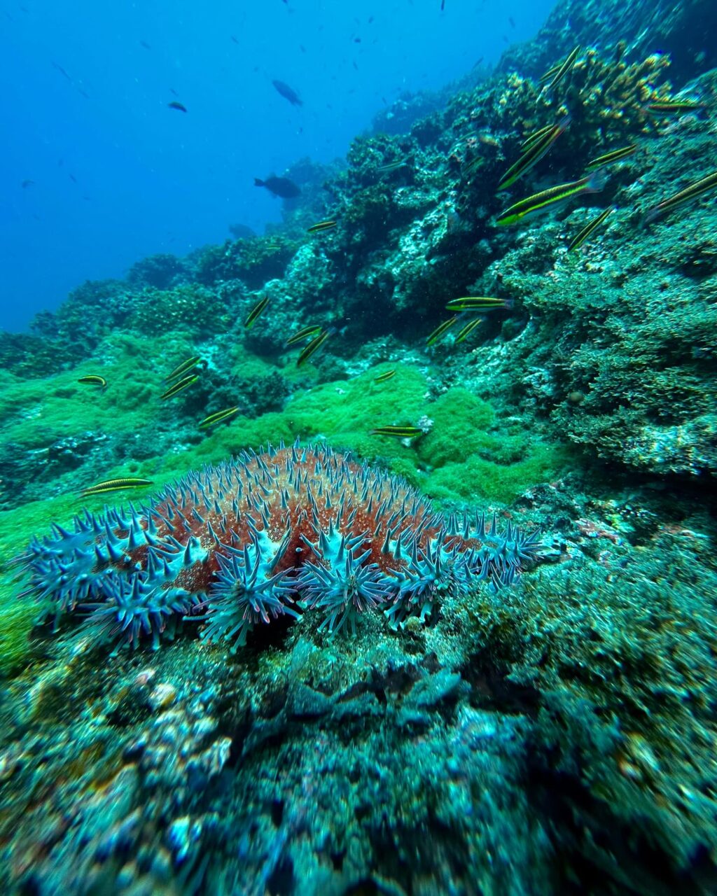 Instagram post from pacificexpeditions. This post is in position 0.