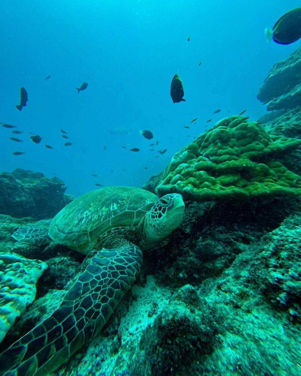 Instagram post from pacificexpeditions. This post is in position 1.